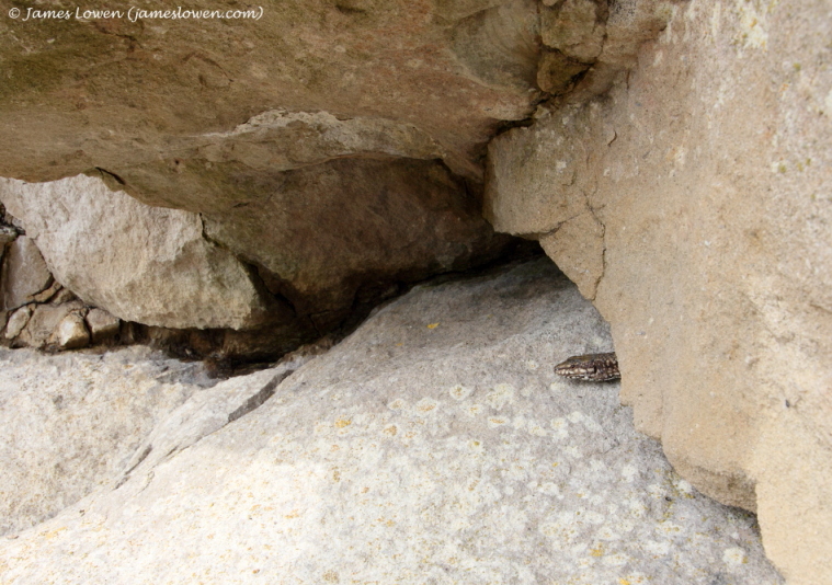 Common Wall & Western Green Lizards