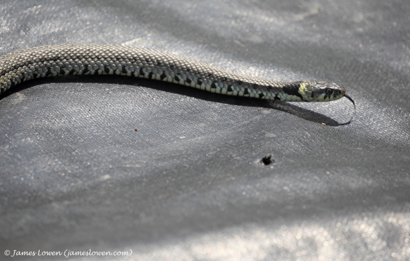 Other snakes