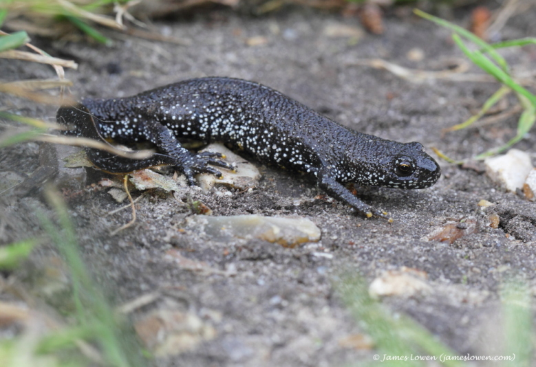 Newts