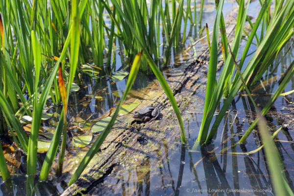 Water Frogs