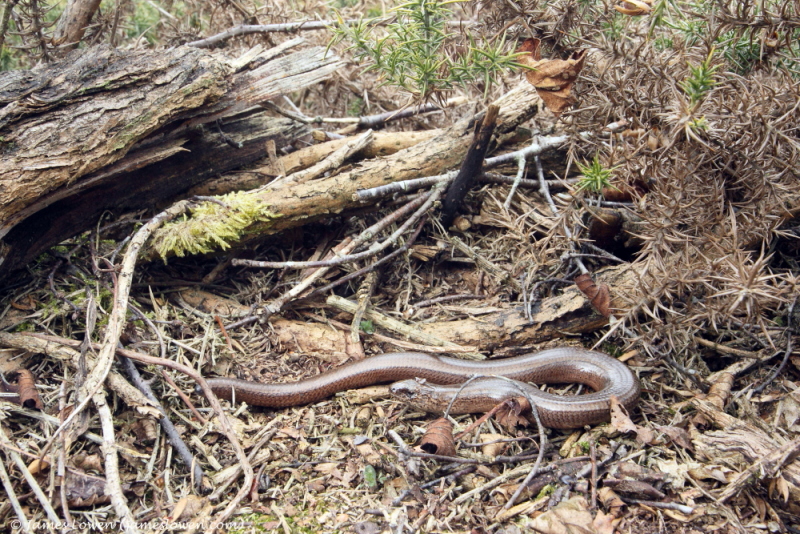 Slowworm