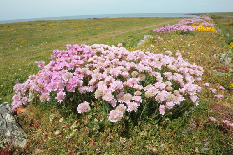 Other plants