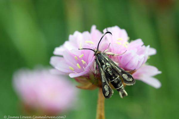 Thrift Clearwing