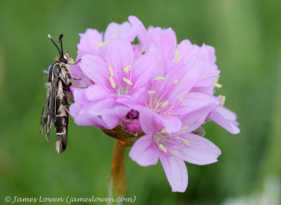 Thrift Clearwing