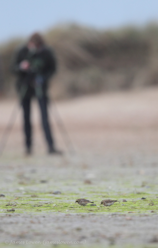 Larks & wagtails