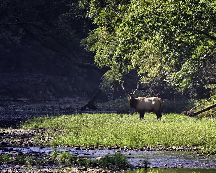 Big Bull Elk at Ponca Access -- 2013 Arkansas Elk Rut