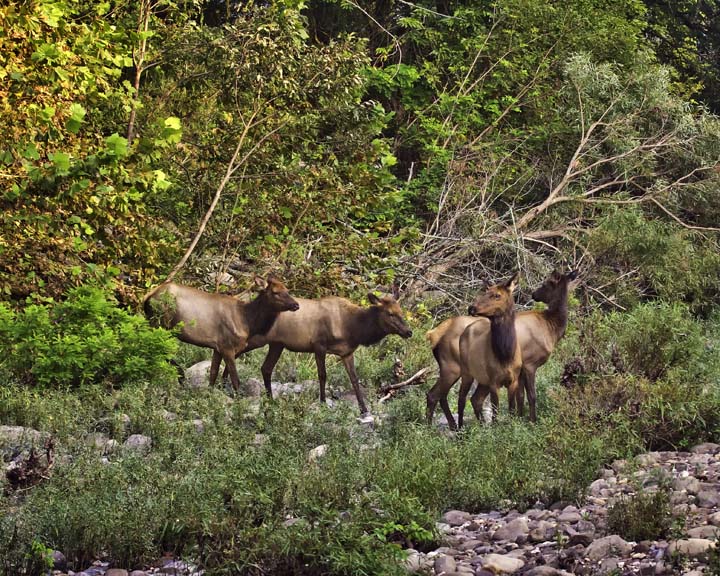 Cow Elk Crossing the Buffalo National River