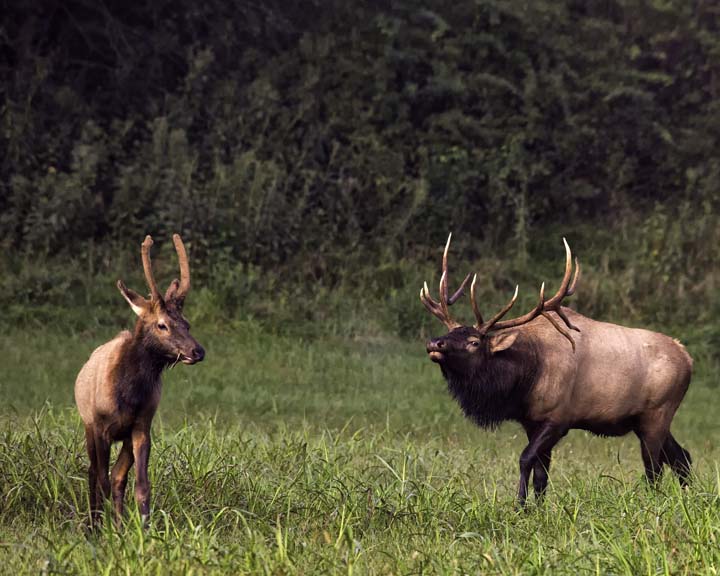 Hooks Running Off a Spike Elk