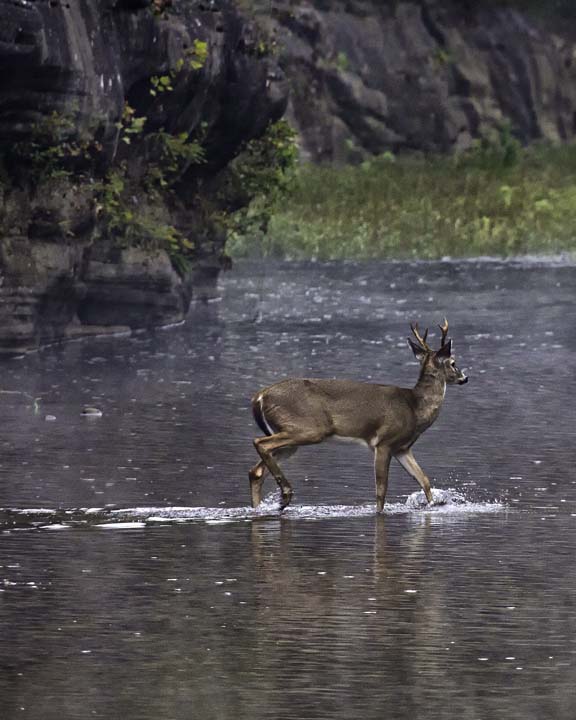 Deer Crossing Buffalo National River at Ponca Low Water Bridge
