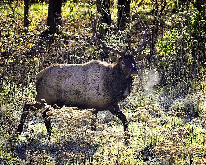Arkansas Elk, Buffalo National River