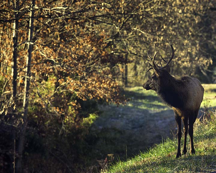 96A9346 roadside shag bull crop 10x8 web.jpg