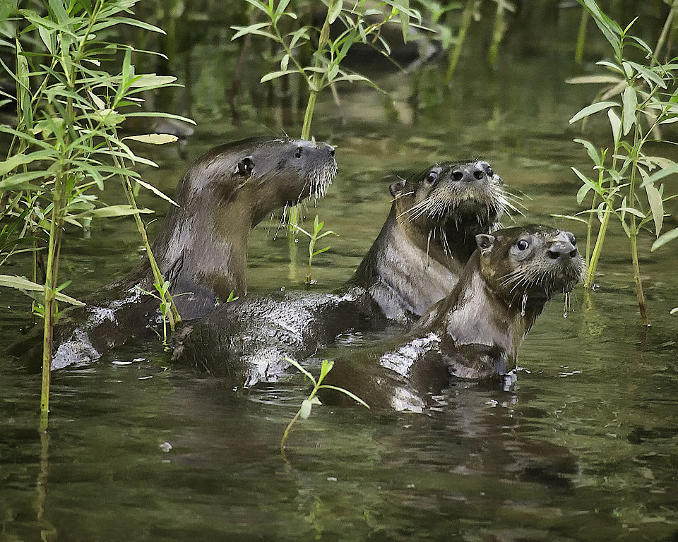 River Otter at Ponca Access, Buffalo National River