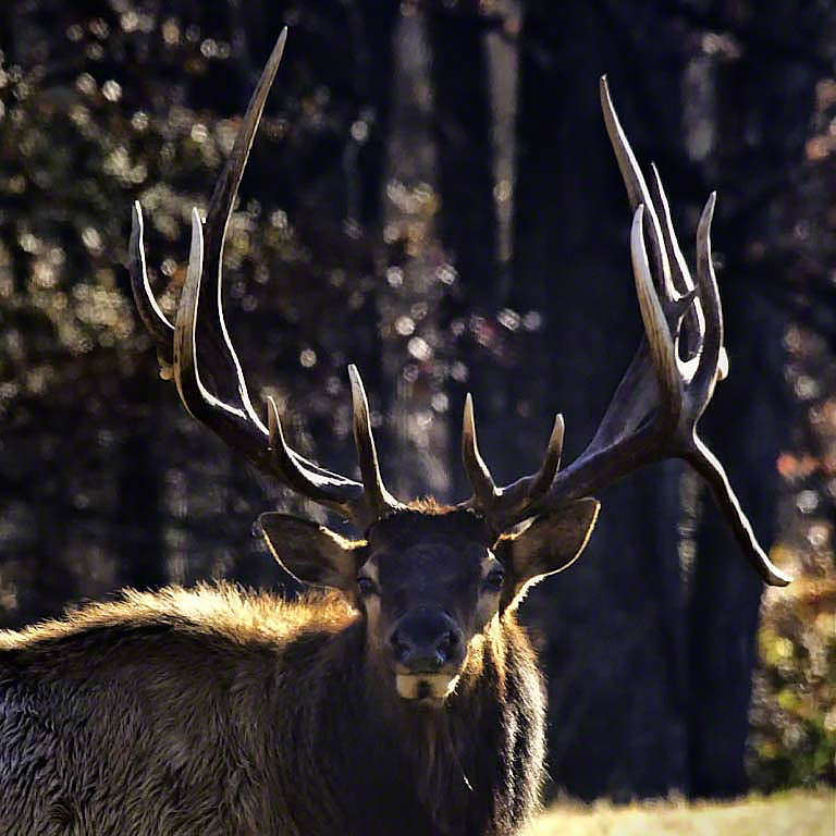 Arkansas Elk Rut Photo Tips