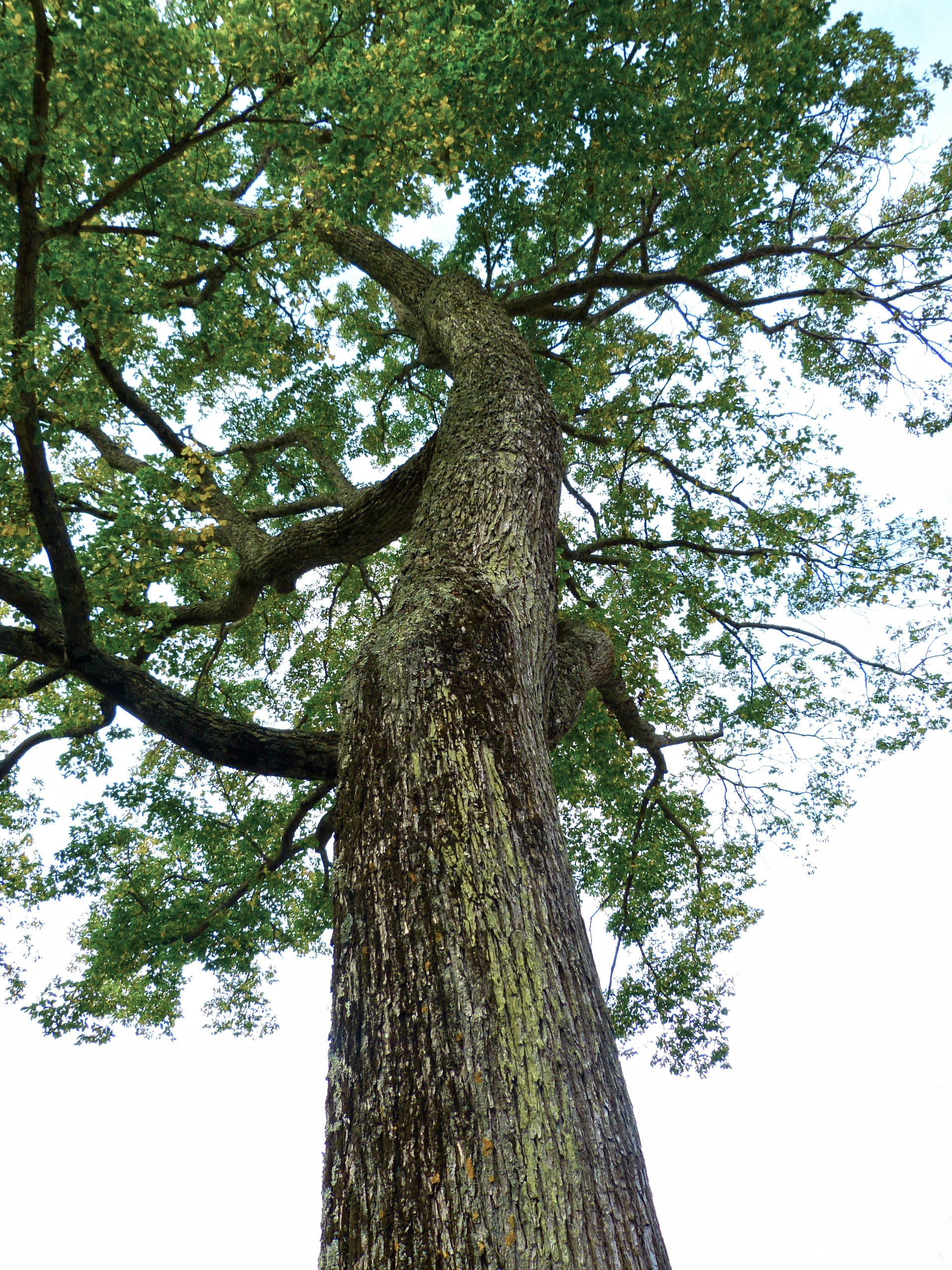 Big Tree.JPG