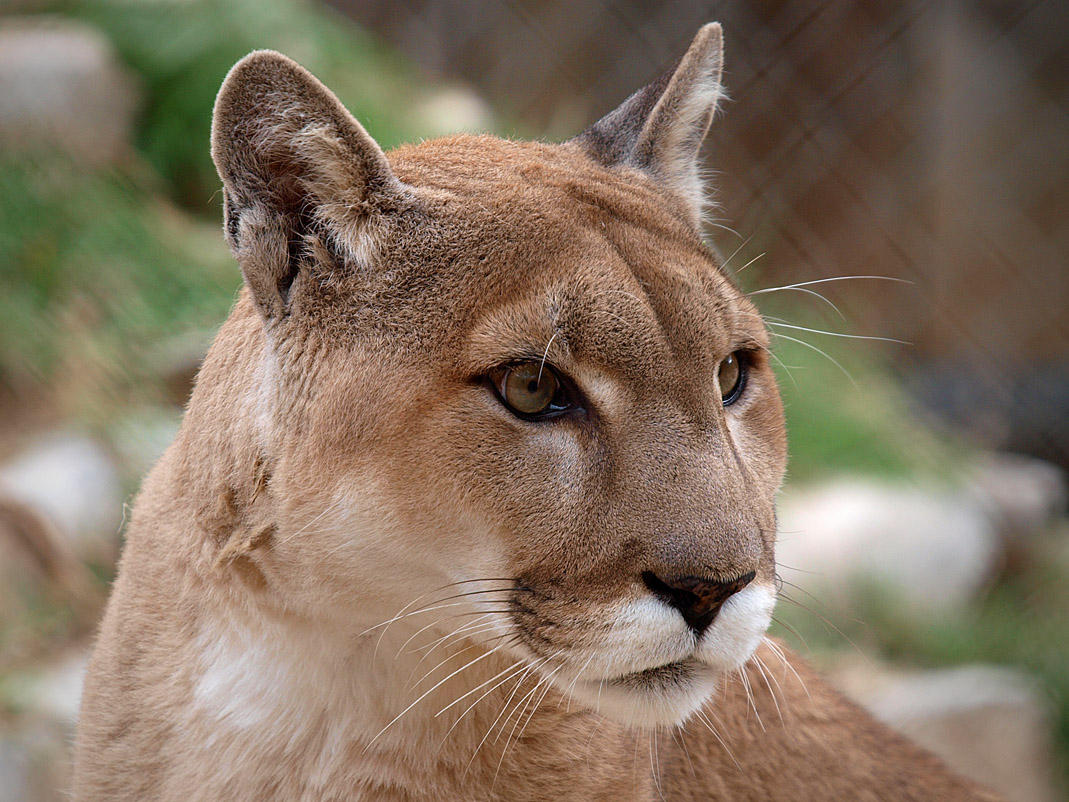 PB115849 - Cougar.jpg