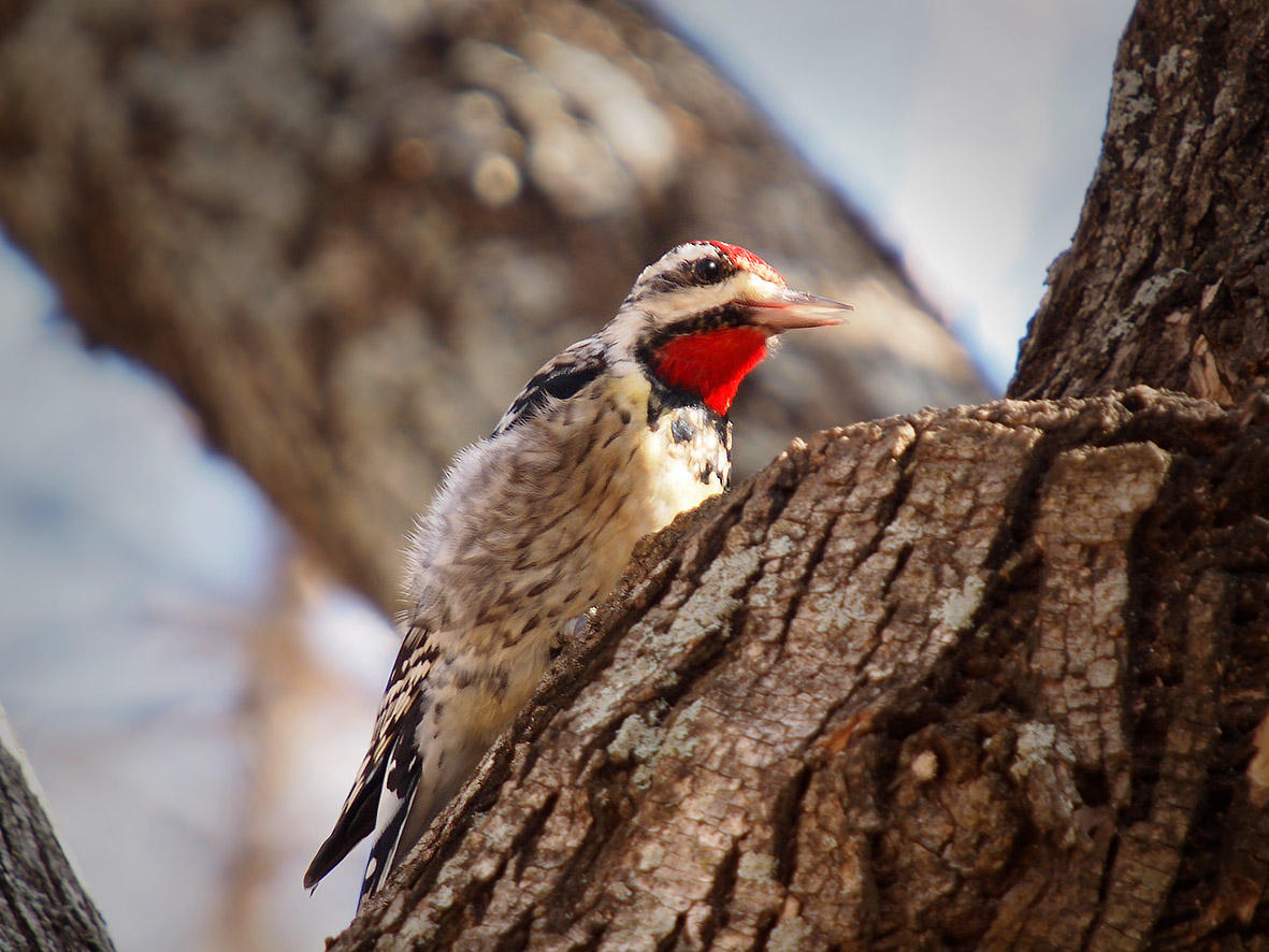 P1187119 - Red-naped Sapsucker.jpg