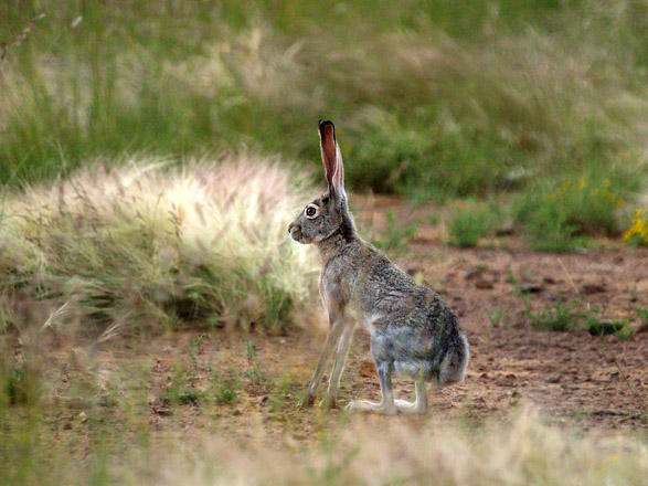 Texas Jack Rabbit.jpg