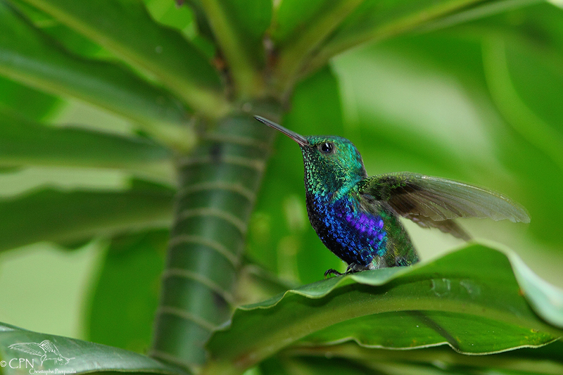 Violet-bellied hummingbird