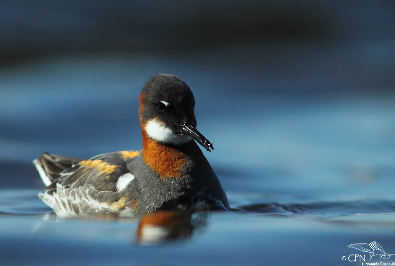 Red-necked phalarope