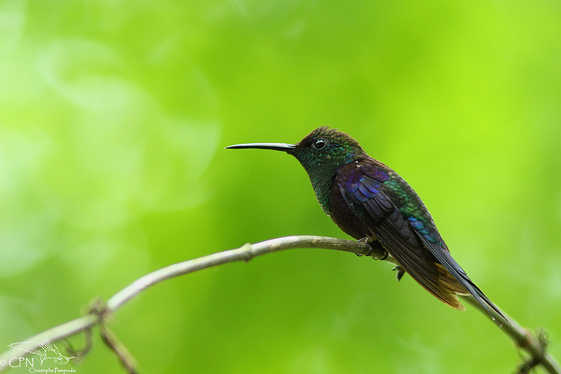 Violet-headed hummingbird