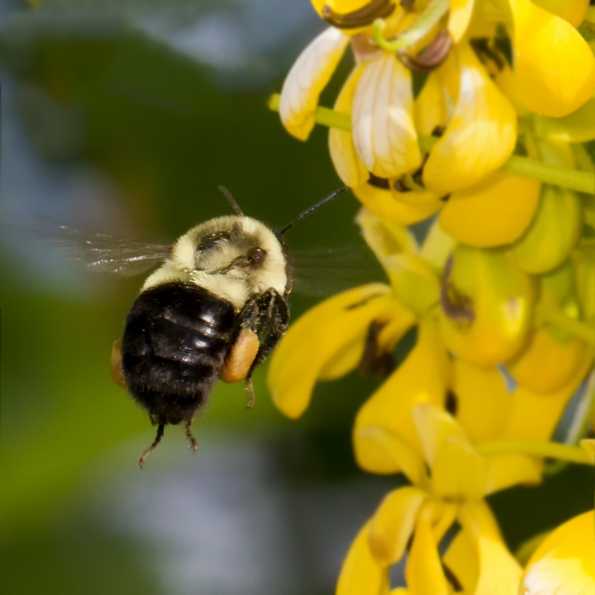 Bee 