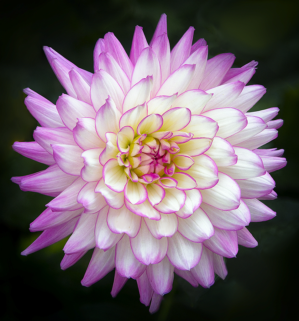 Dahlia