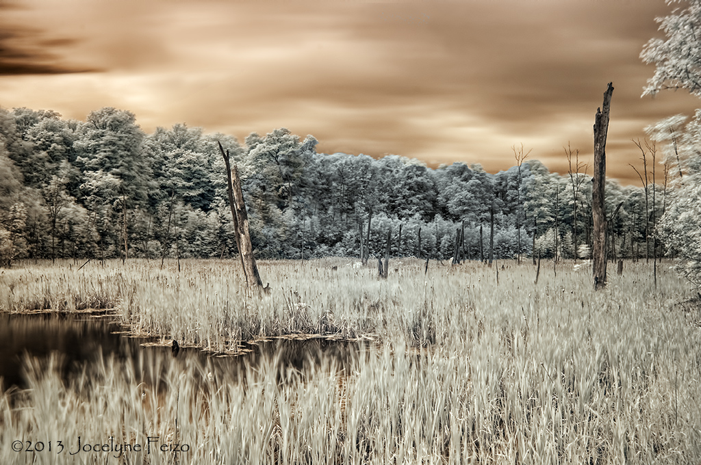 Le Bihoreau, Parc-nature du Bois-de-lle-Bizard (infrarouge/infrared)
