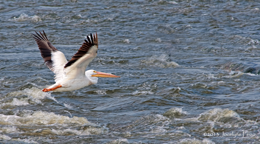 Plican dAmrique / American White Pelican