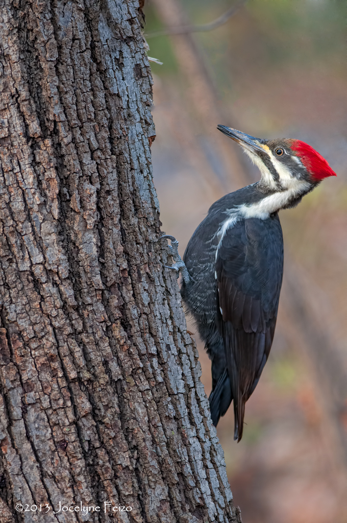 Grand Pic / Pileated Woodpecker