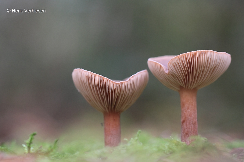 Lactarius hepaticus - Levermelkzwam.JPG