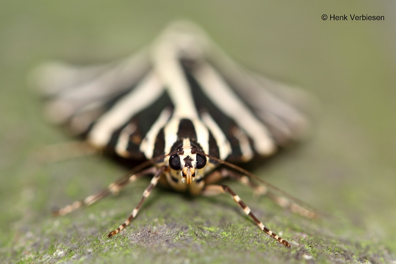 Euplagia quadripunctaria - Spaanse Vlag 3.JPG