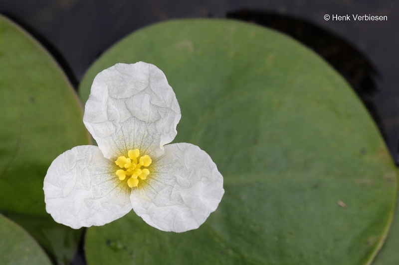 Hydrocharis morsus-ranae - Kikkerbeet.JPG