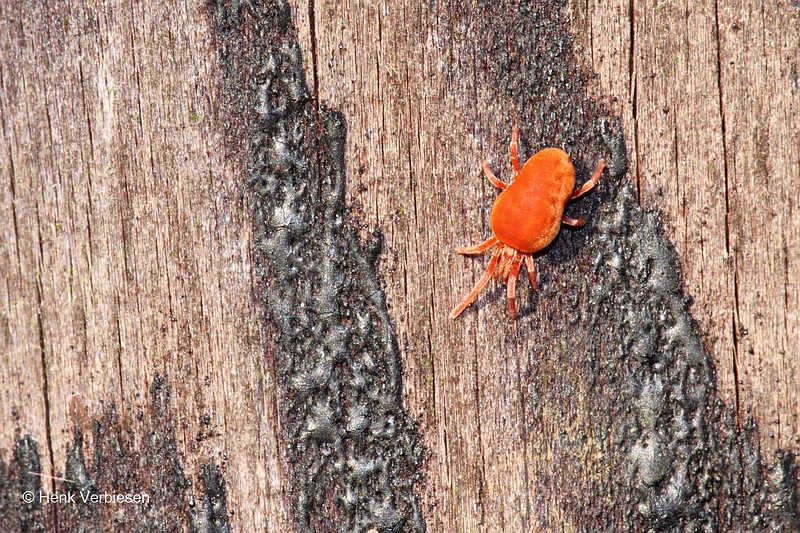 Trombidium species - Rode Fluweelmijt.JPG