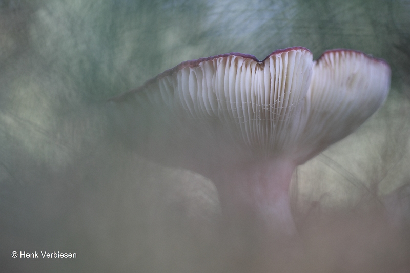 Russula xerampelina - Roodvoetrussula 2.JPG