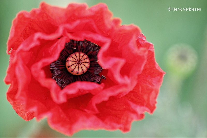 Papaver rhoeas - Grote Klaproos 1.JPG