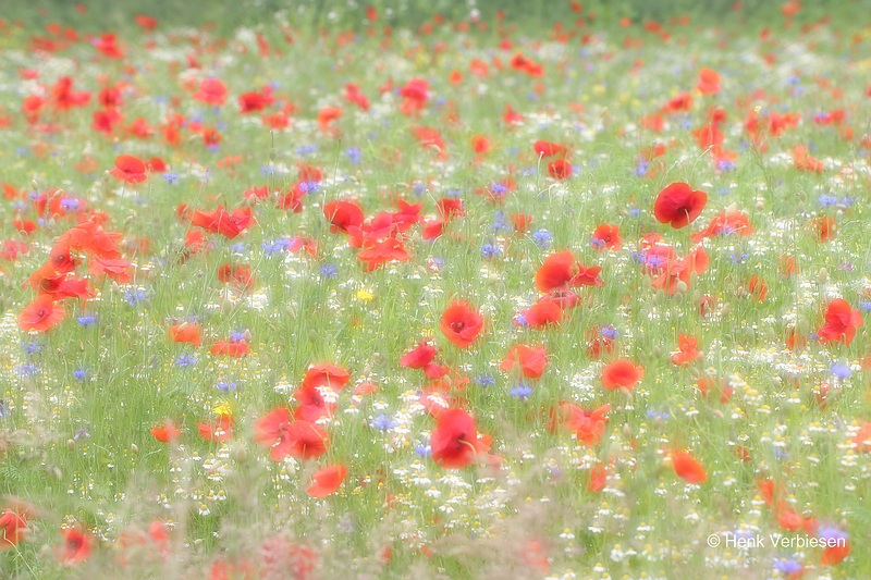 Papaver rhoeas - Grote Klaproos.JPG