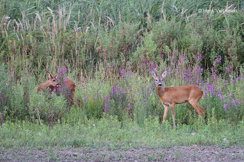 Capreolus capreolus - Ree 1.JPG