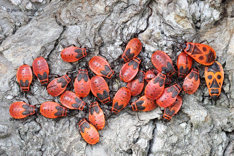 Pyrrhocoris apterus - Vuurwants 3.JPG