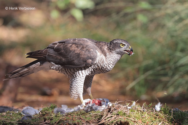 Accipiter gentilis - Havik 2.JPG