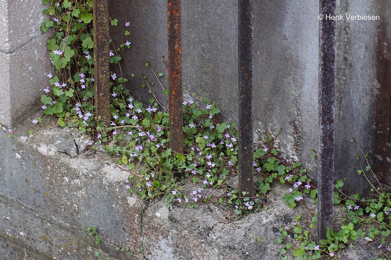 Cymbalaria muralis - Muurleeuwenbek.JPG
