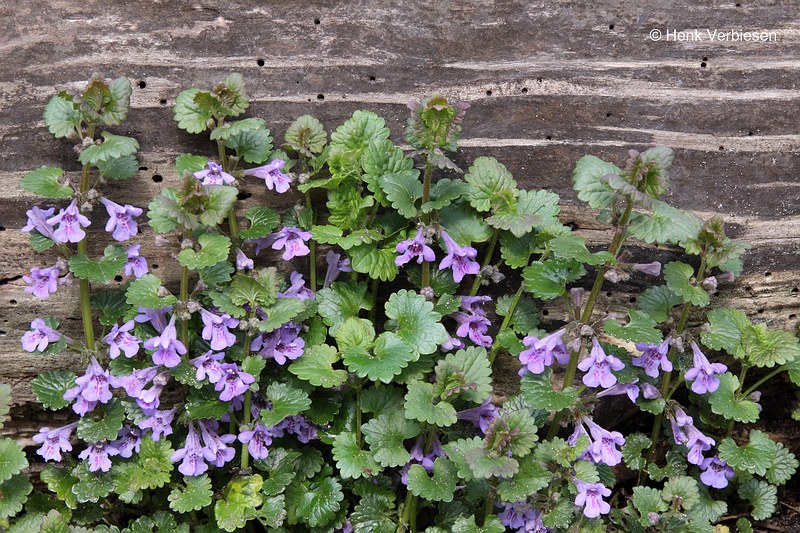 Glechoma hederacea - Hondsdraf.JPG