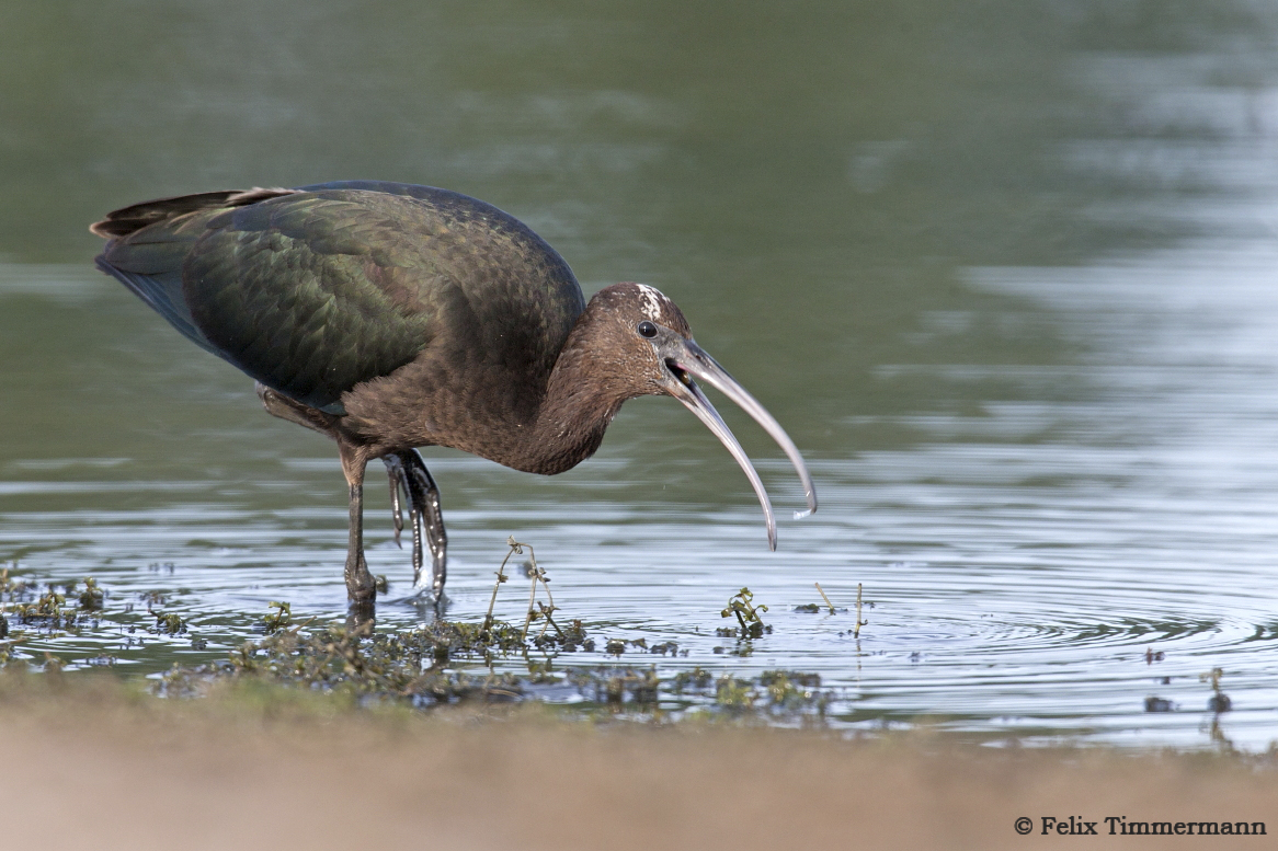 Glossy Ibis