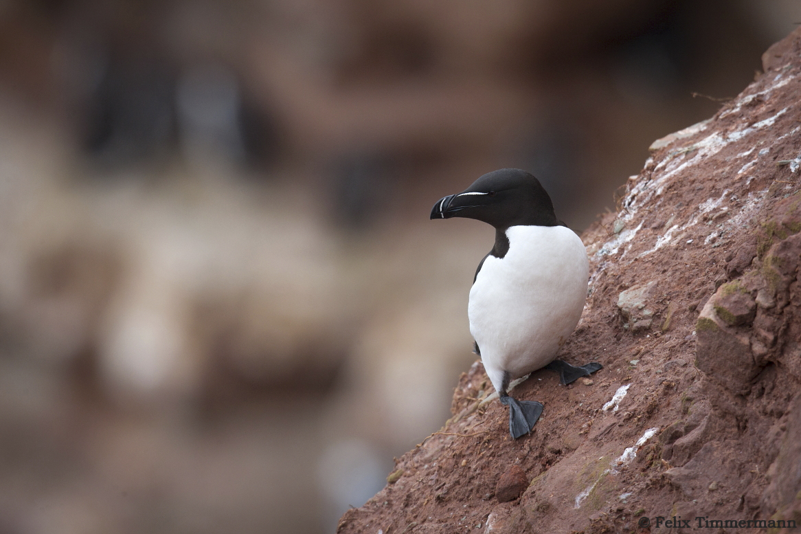Razorbill