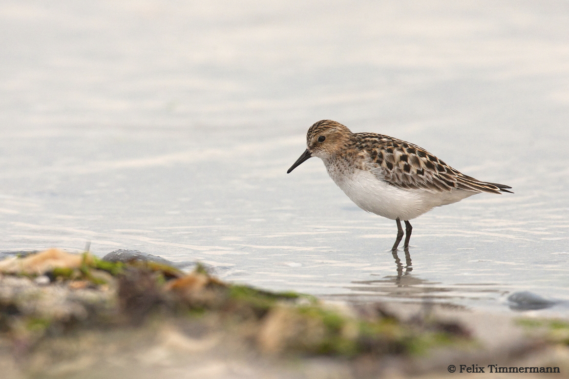 Little Stint