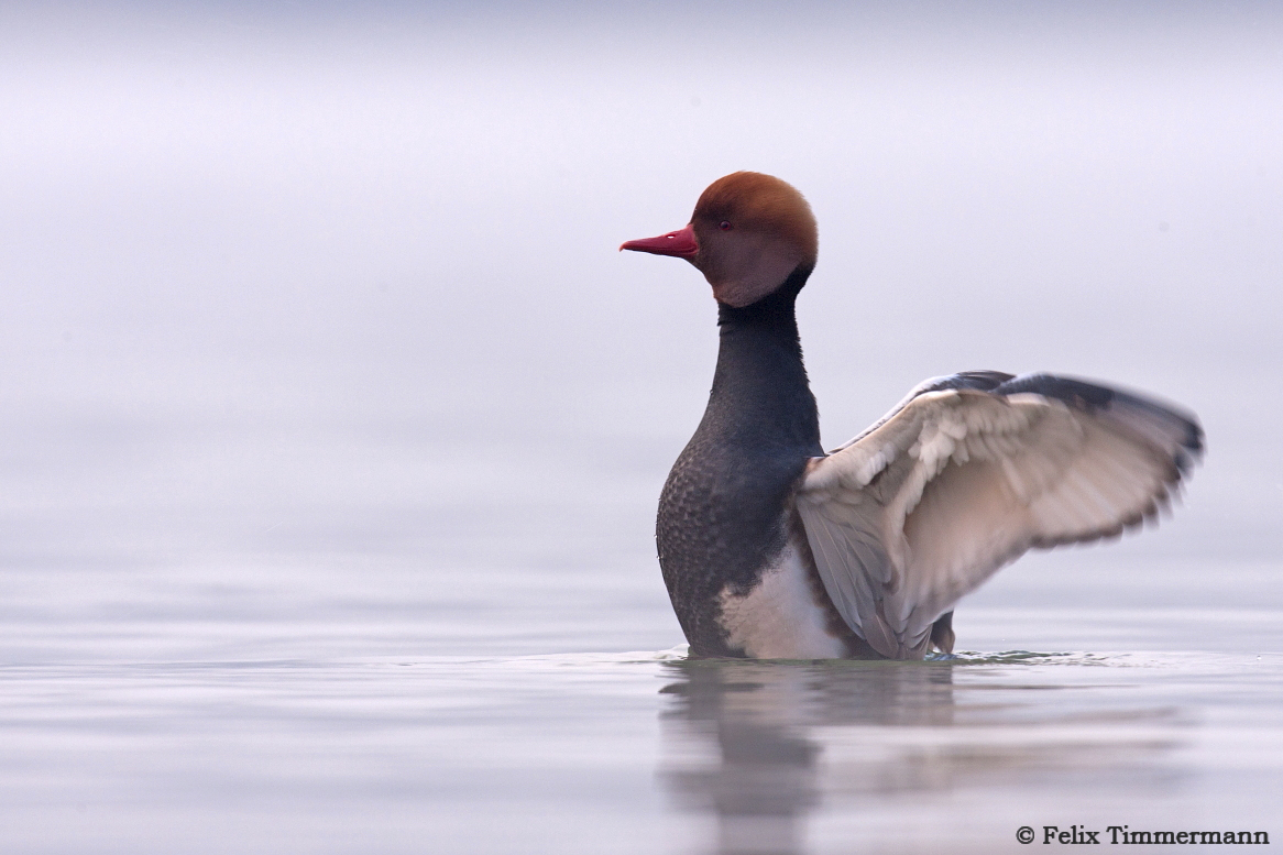 Red Crested Pochard