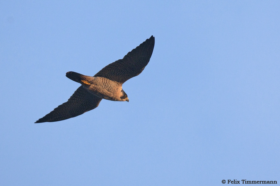 Peregrine