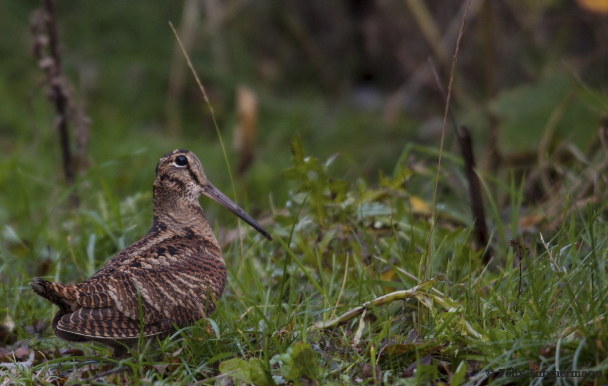 Woodcock