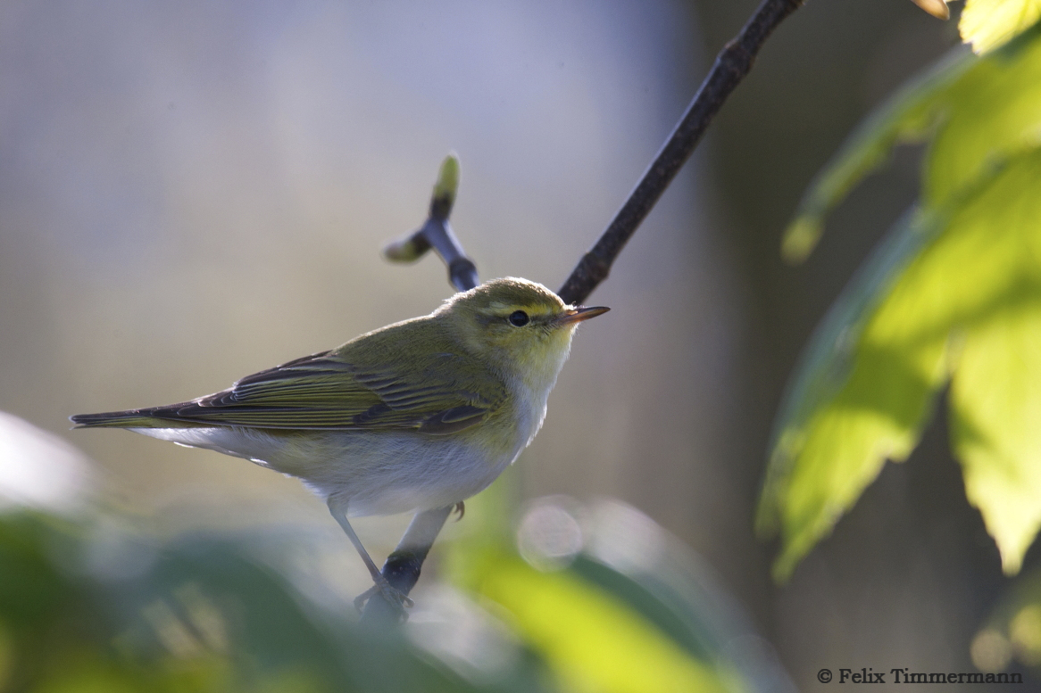Wood Warbler