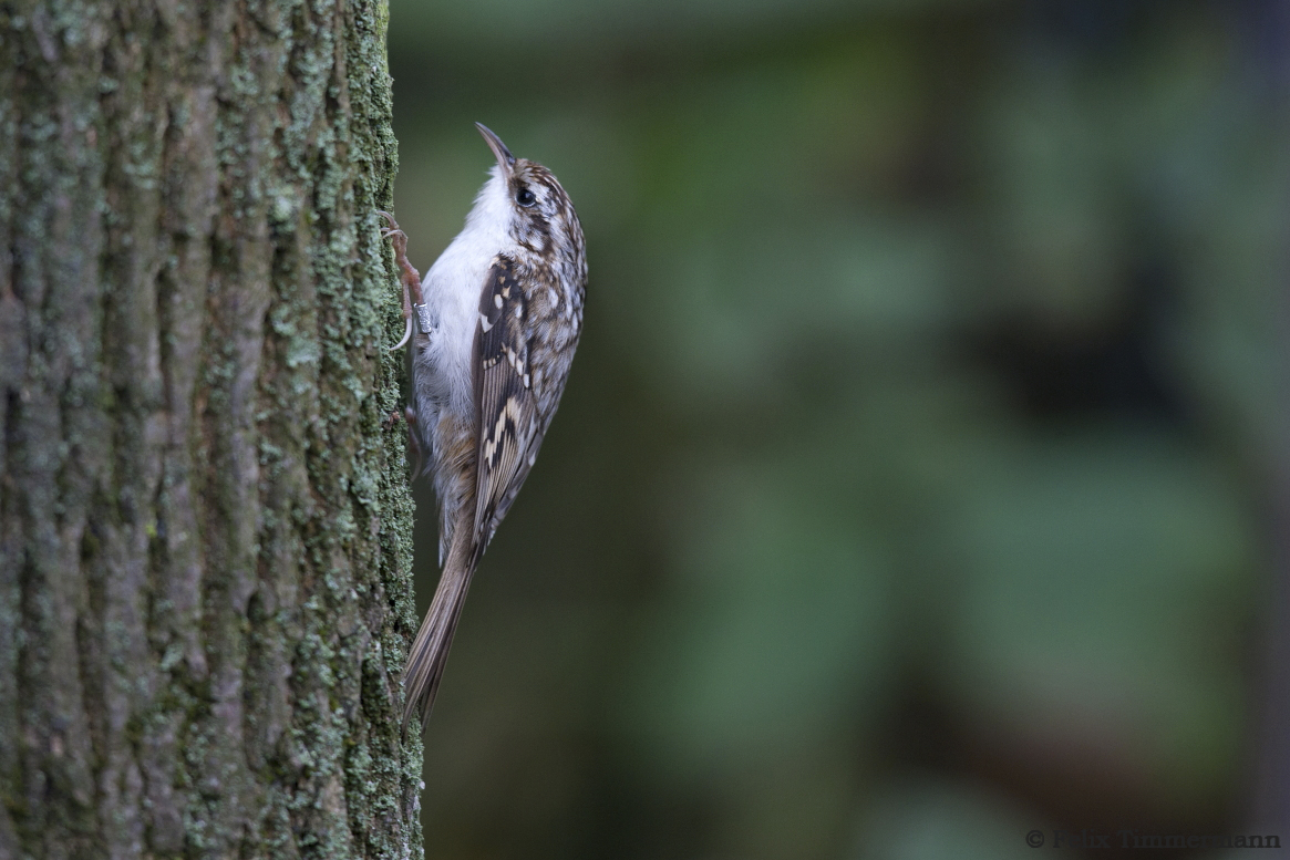 European Treecreeper