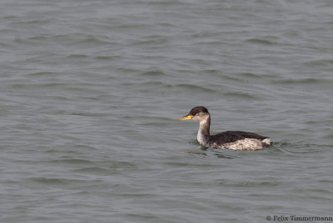 Red-necked Grebe